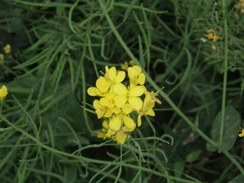 Image of Brassica rapa subsp. oleifera