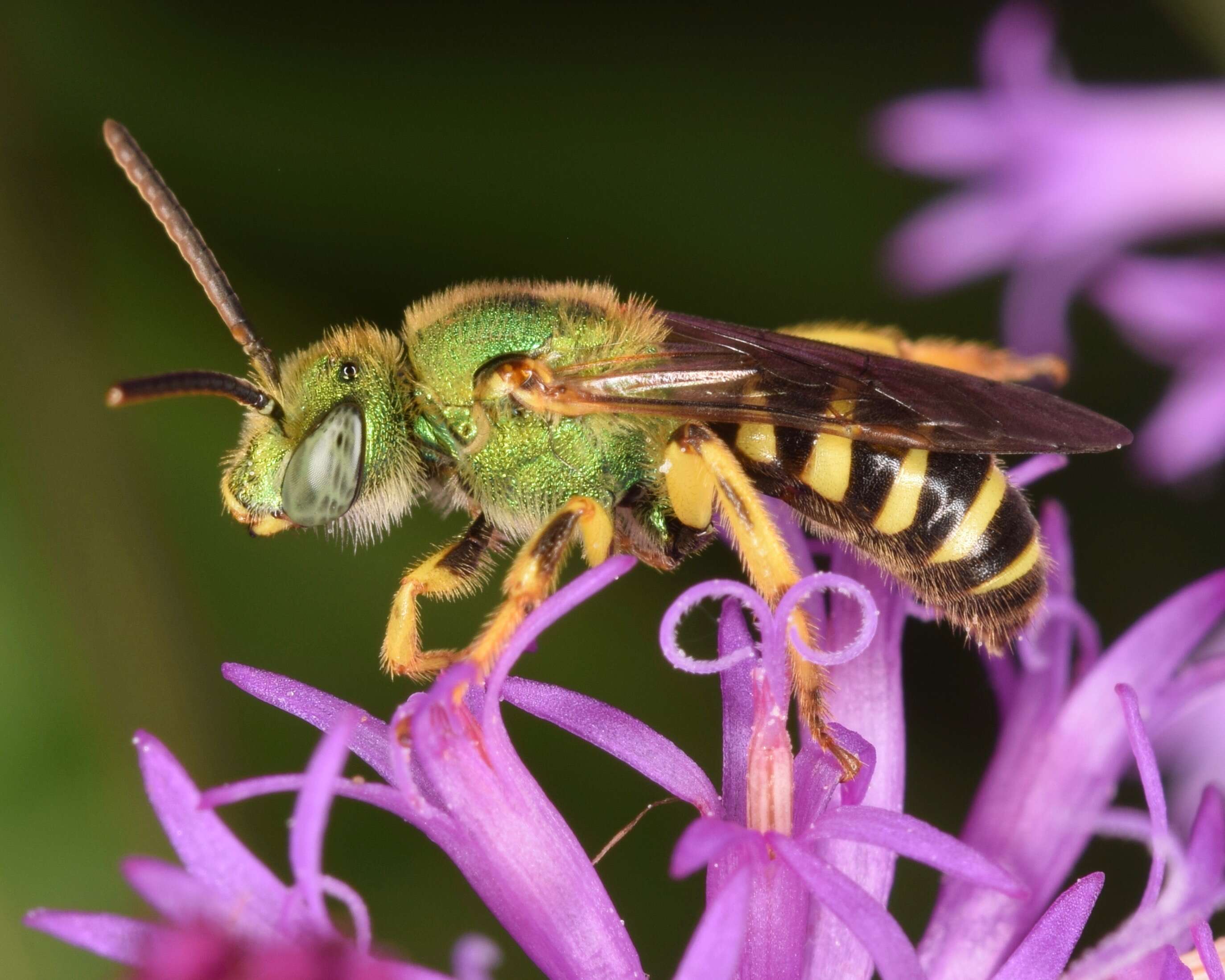 Image of Metallic Green Bees