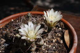 Image of Gymnocalycium gibbosum (Haw.) Pfeiff. ex Mittler