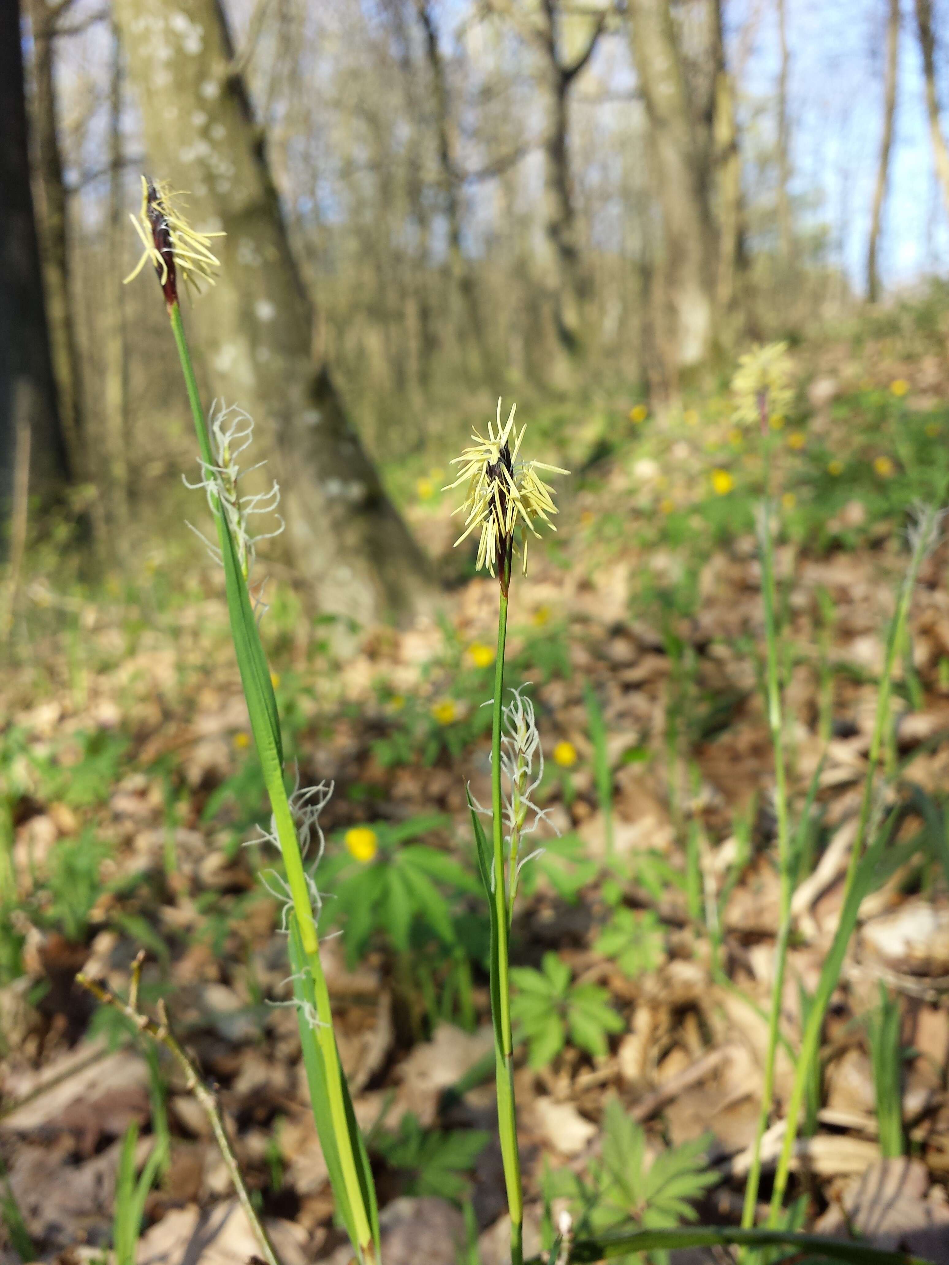 Image of Carex pilosa Scop.