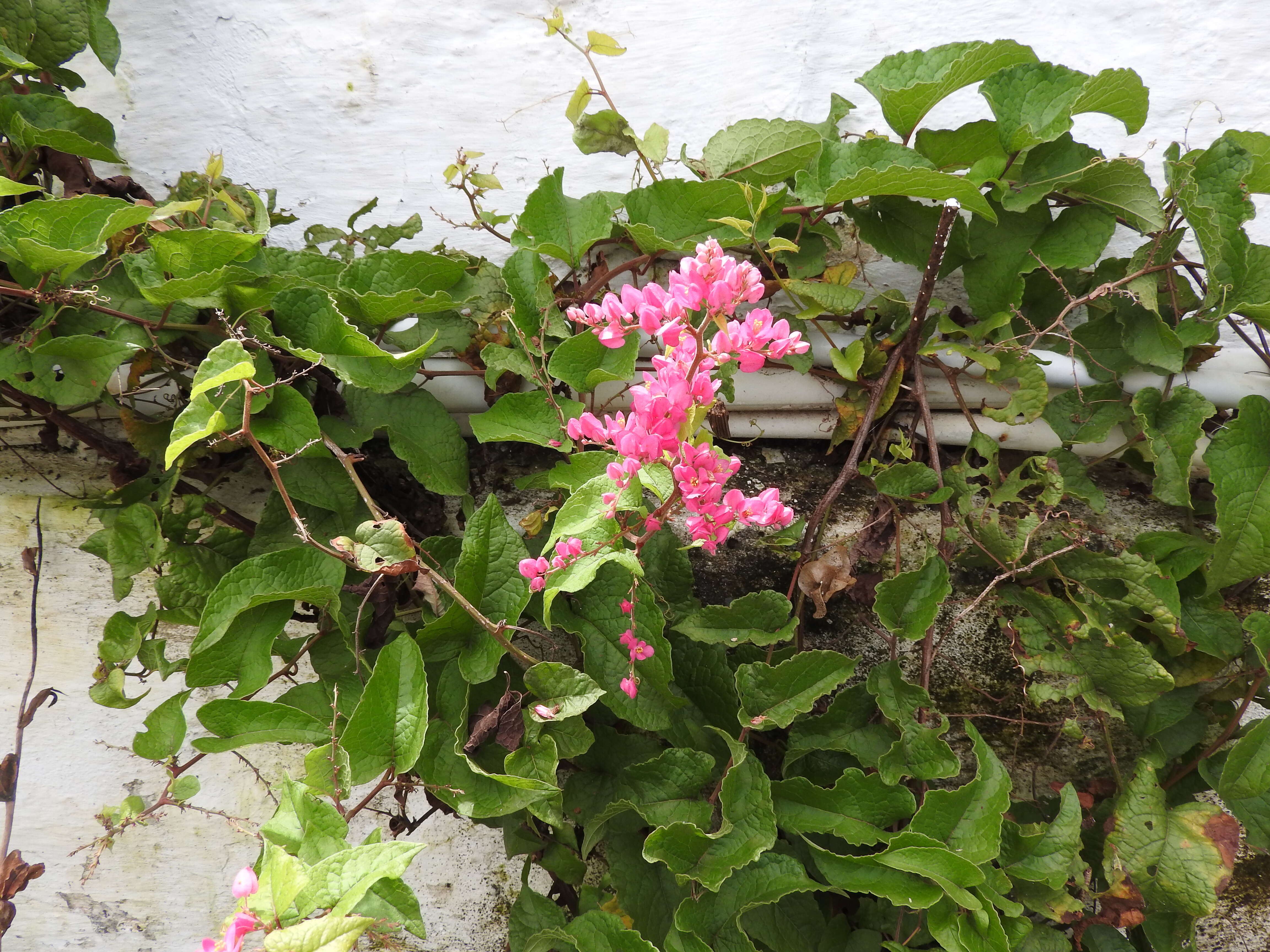 Image of antigonon