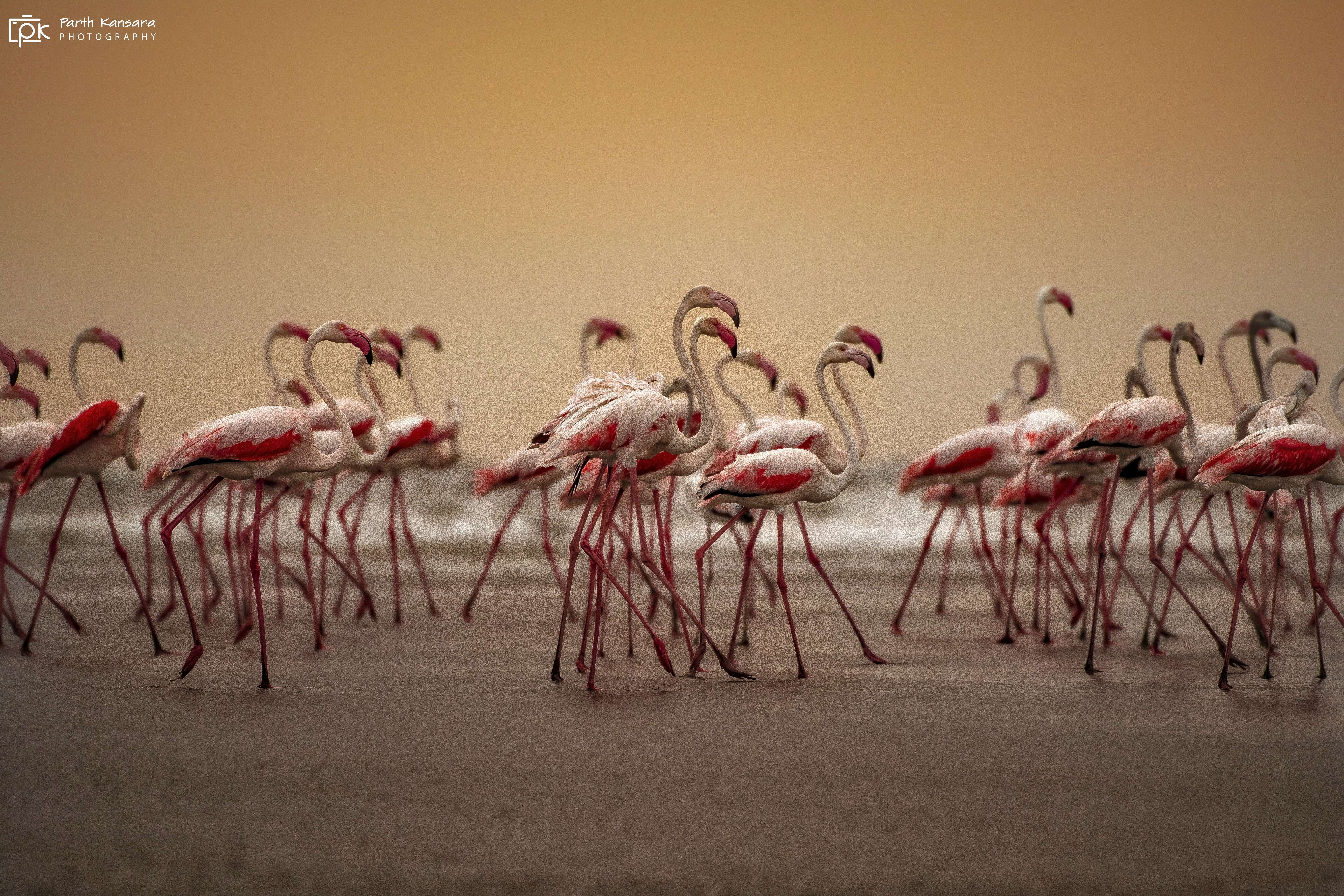 Imagem de Phoenicopterus roseus Pallas 1811