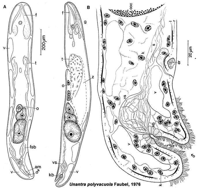 Sivun Xenacoelomorpha kuva