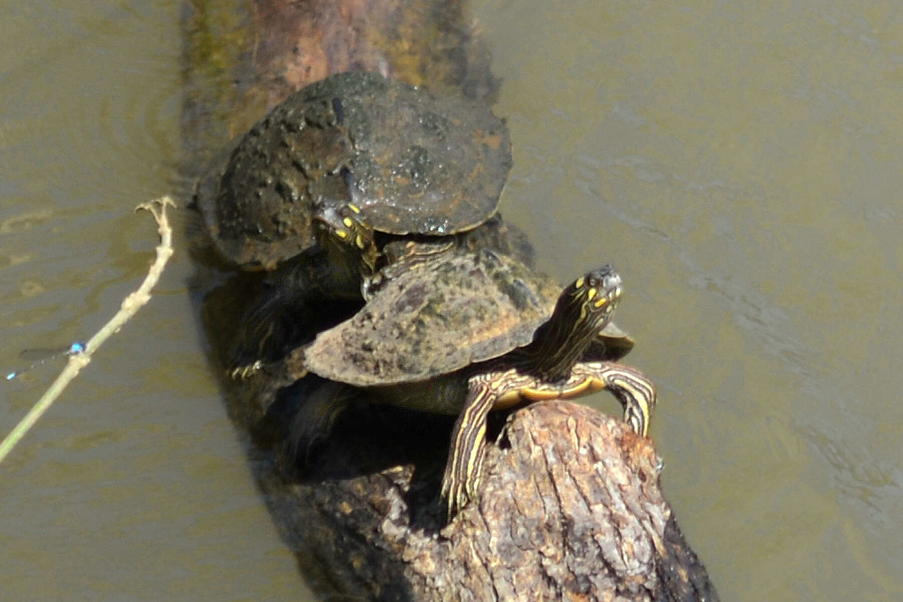 Image of Map Turtles