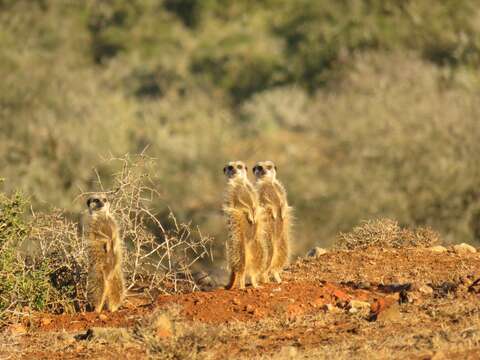 Image of Suricata Desmarest 1804