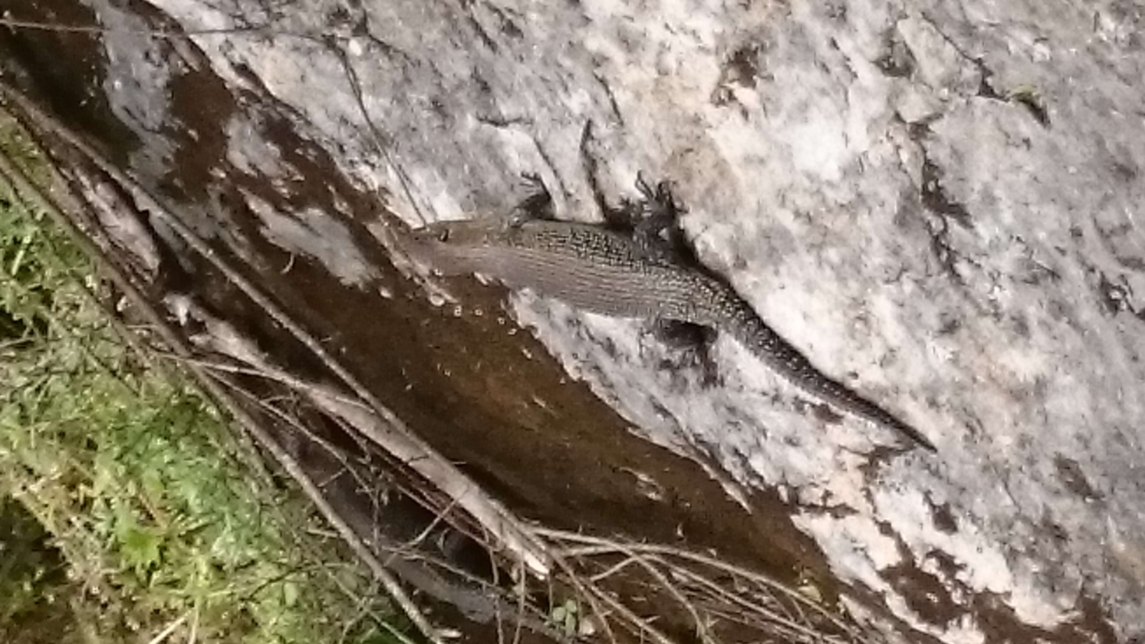 Image of Cunningham's skink