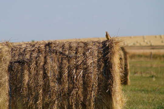 Image of Western Meadowlark