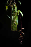 Bulbophyllum callichroma Schltr.的圖片