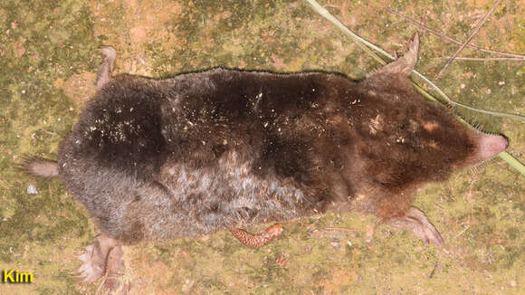 Image of Large Mole