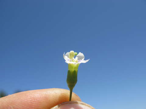 Image of African boxthorn