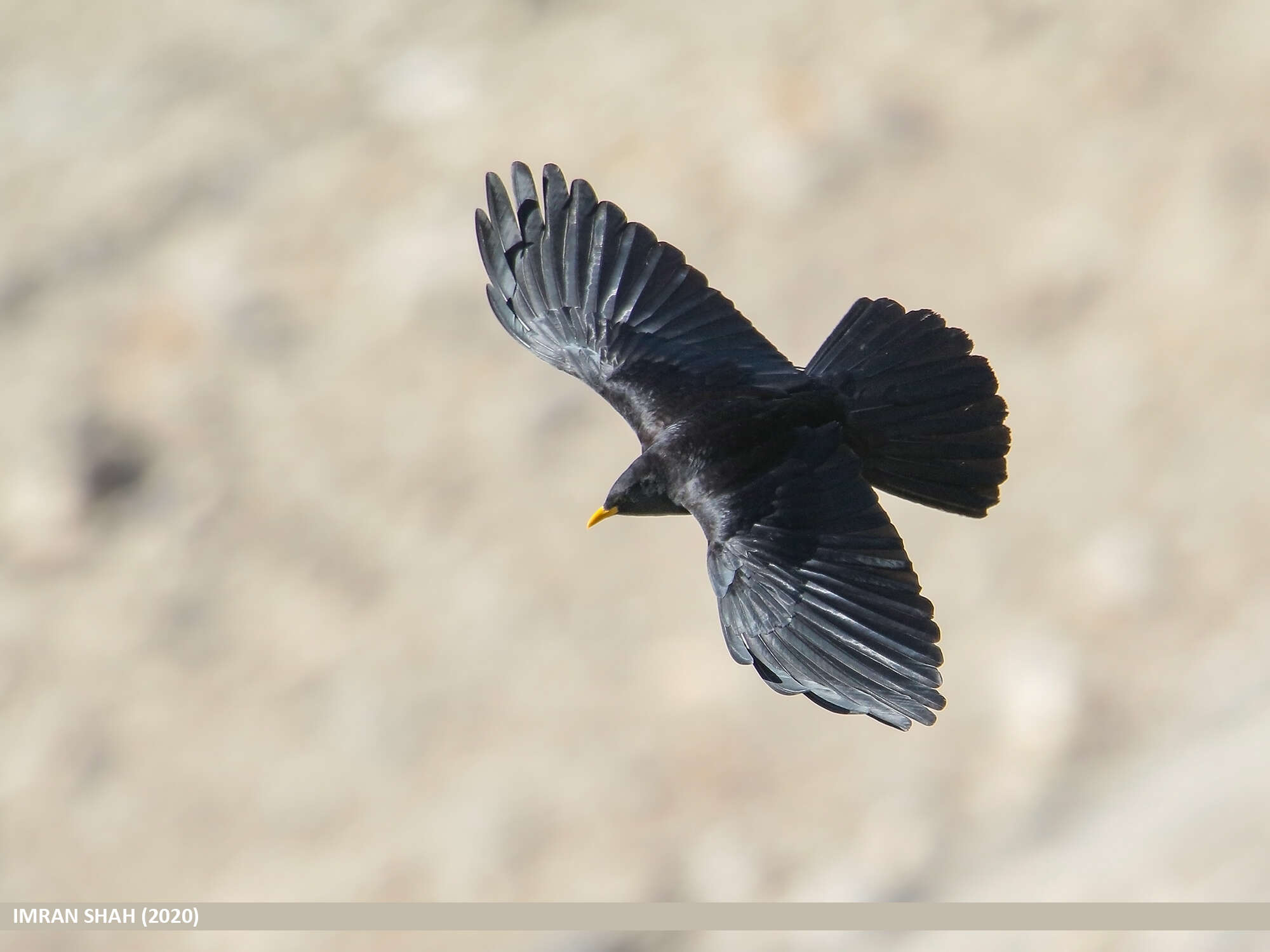 Image of Alpine Chough