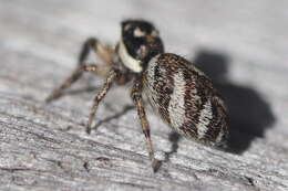 Image of Zebra spider