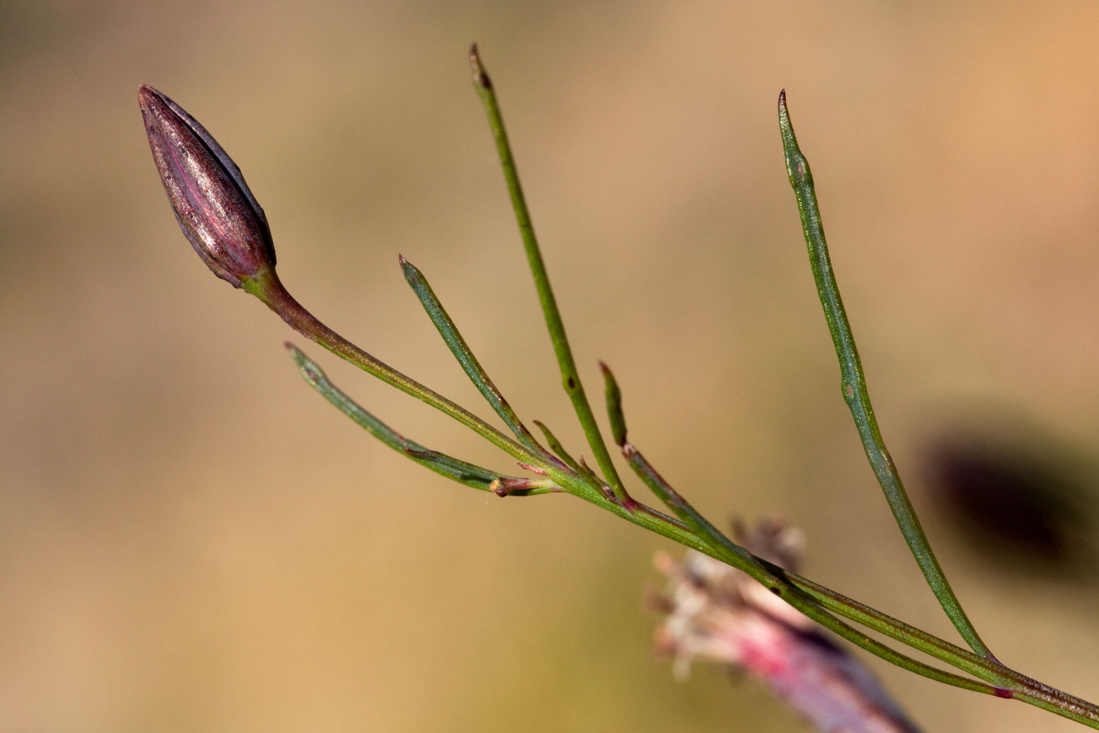 Image of slender poreleaf