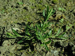 Слика од Dianthus deltoides L.