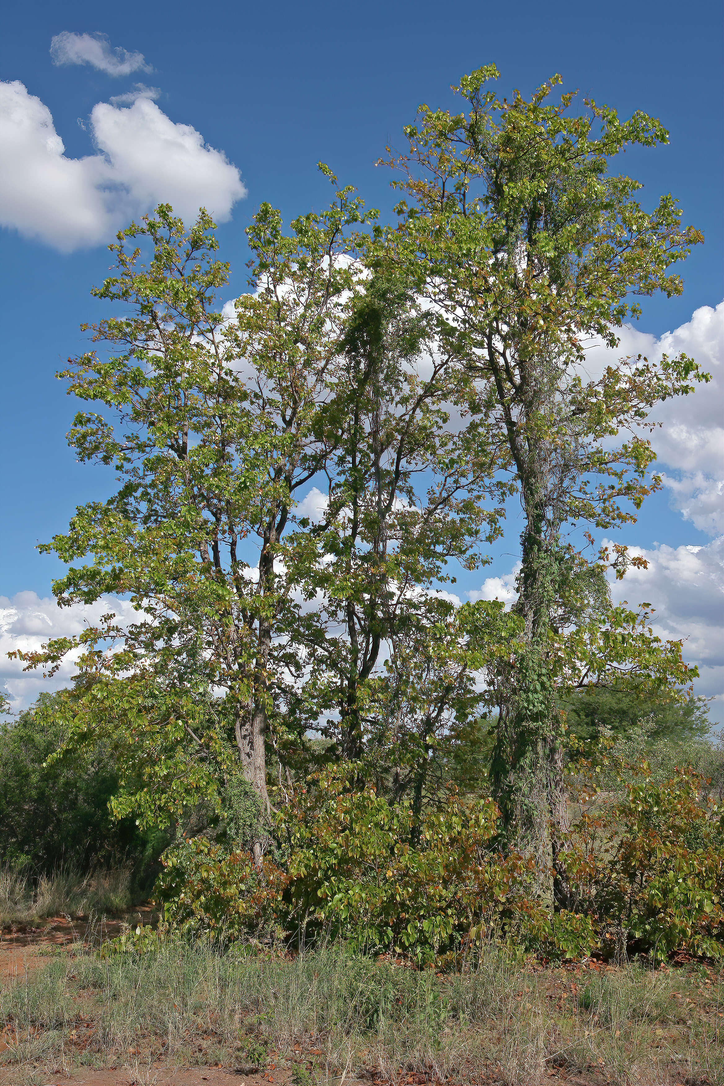 Image of Colophospermum