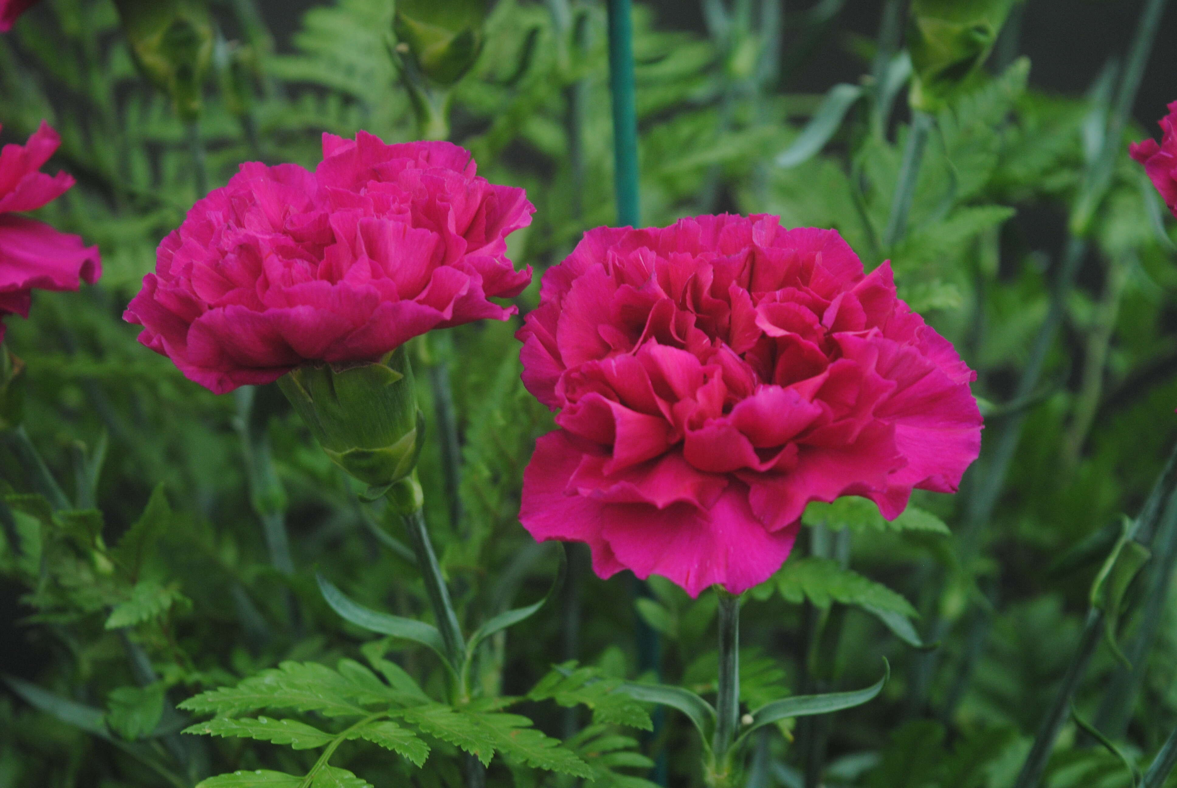 Image of carnation