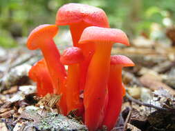 Image of Hygrocybe miniata (Fr.) P. Kumm. 1871