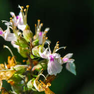 Image of Canada germander