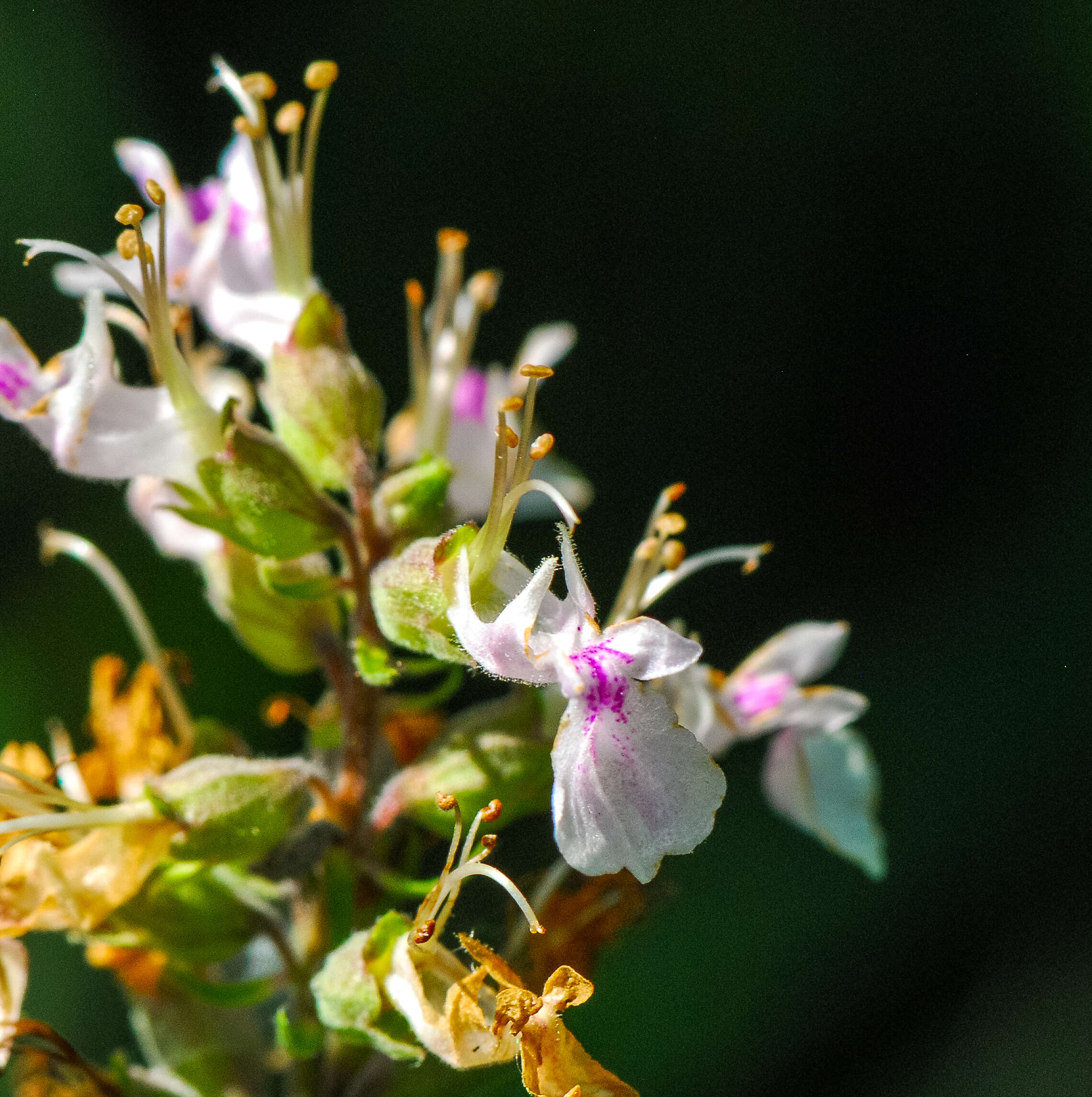 Image of Canada germander