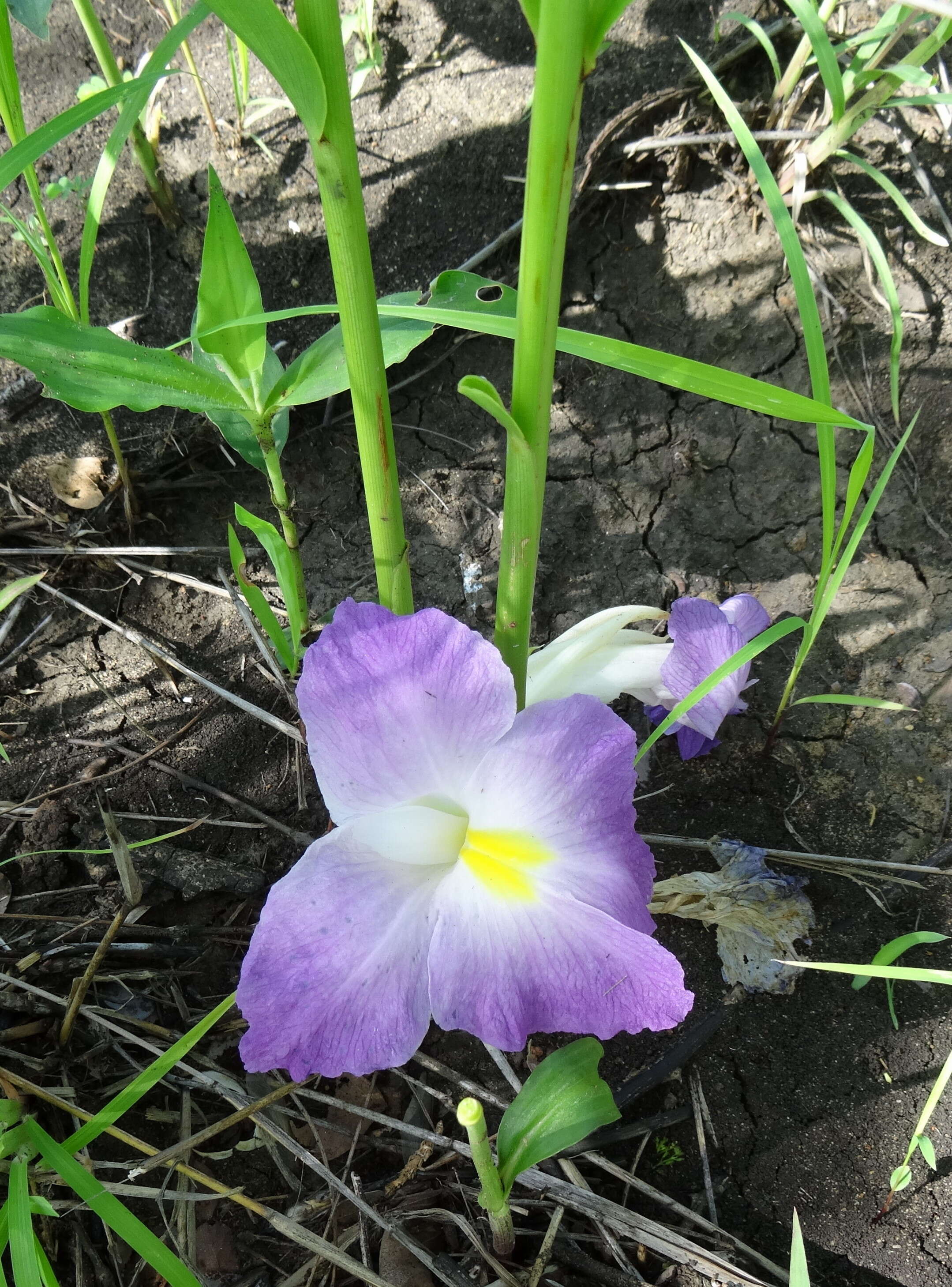 Image of Mauve ginger