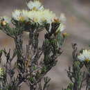 Sivun Melaleuca dichroma Craven & Lepschi kuva