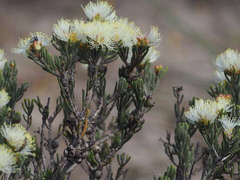 Image of Melaleuca dichroma Craven & Lepschi