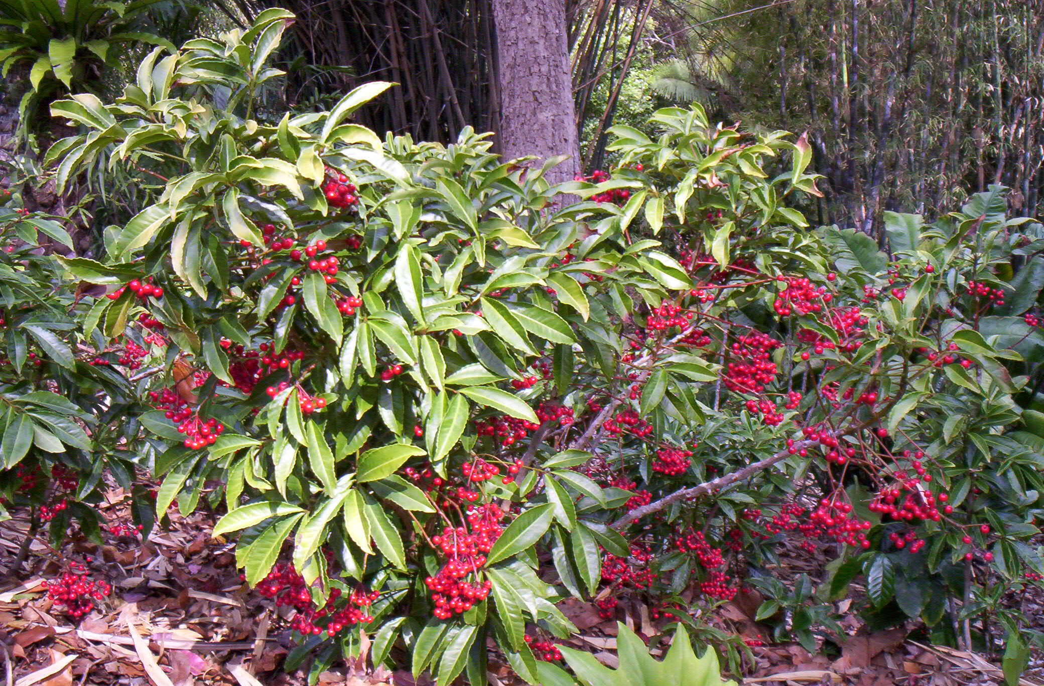 Plancia ëd Ardisia