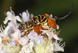 Image of Delta Flower Scarab