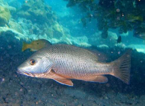 Image of two-spot red snapper