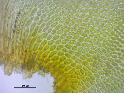 Image of antitrichia moss