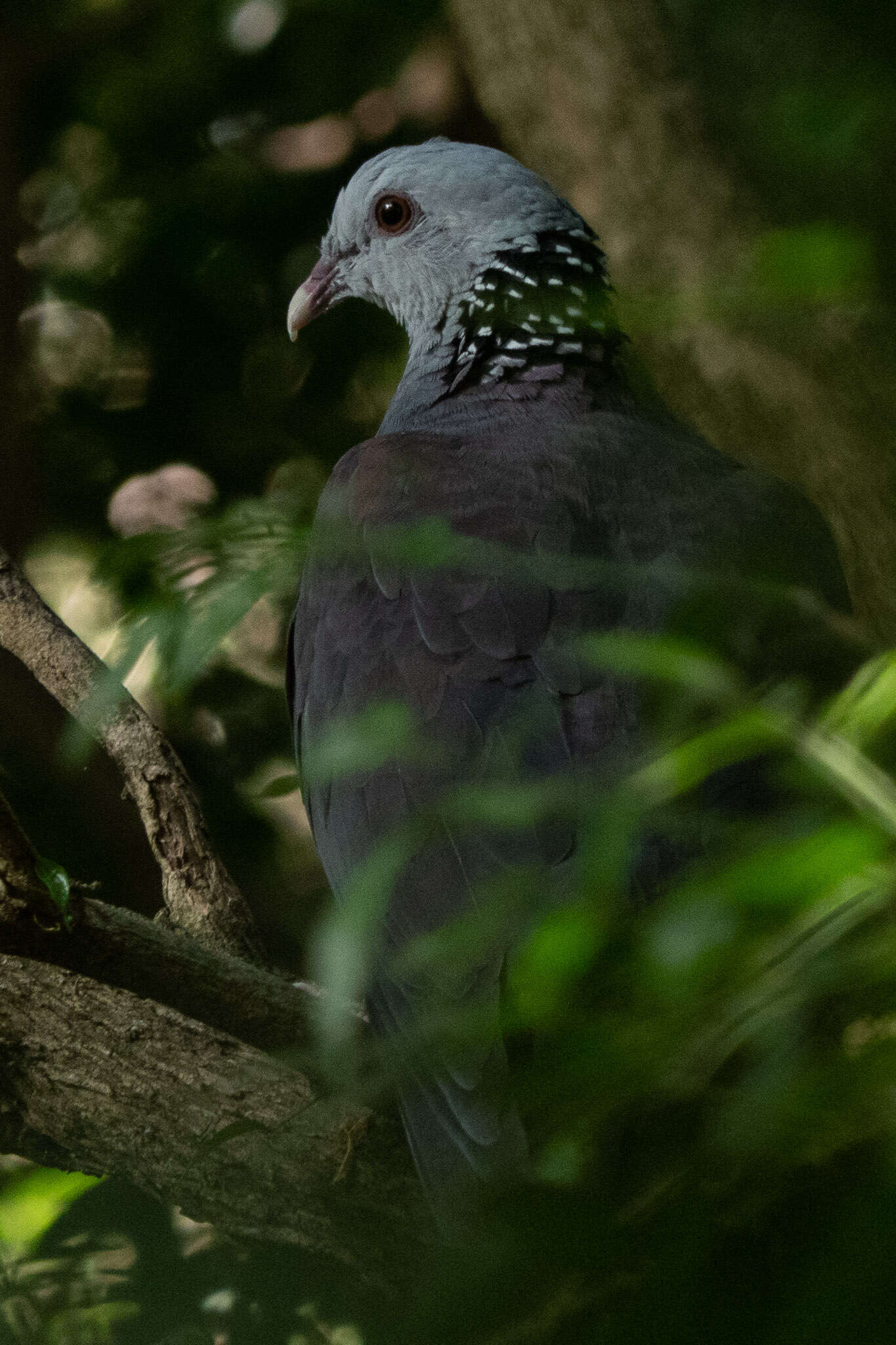 Image of Nilgiri Wood Pigeon