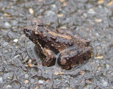 Image of Northern Cricket Frog