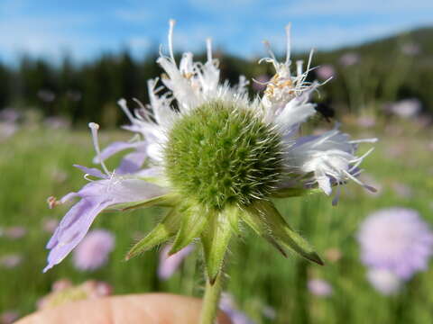 Слика од Knautia arvensis (L.) Coulter