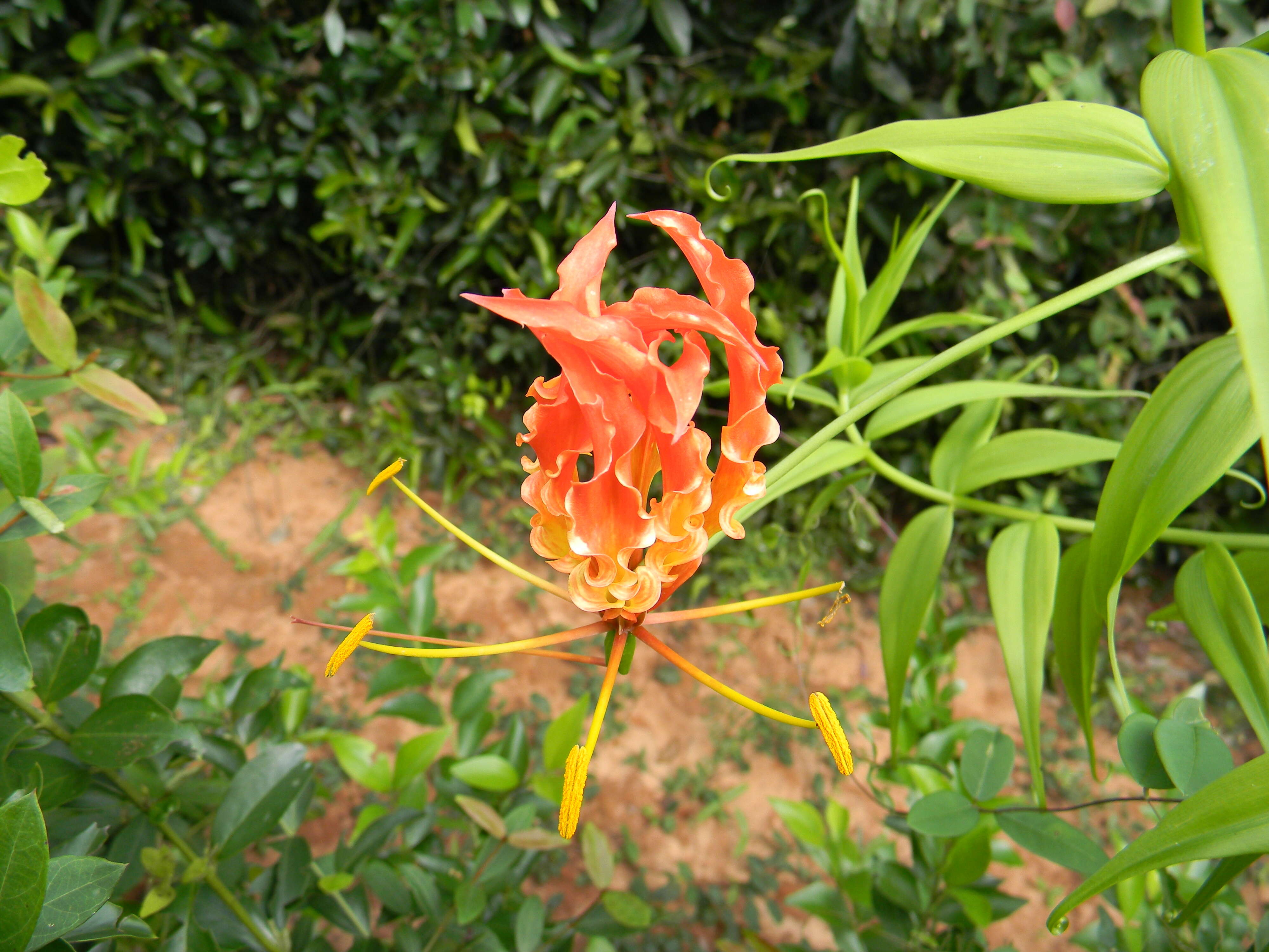 Image of flame lily