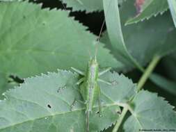 Image of Great green bushcricket