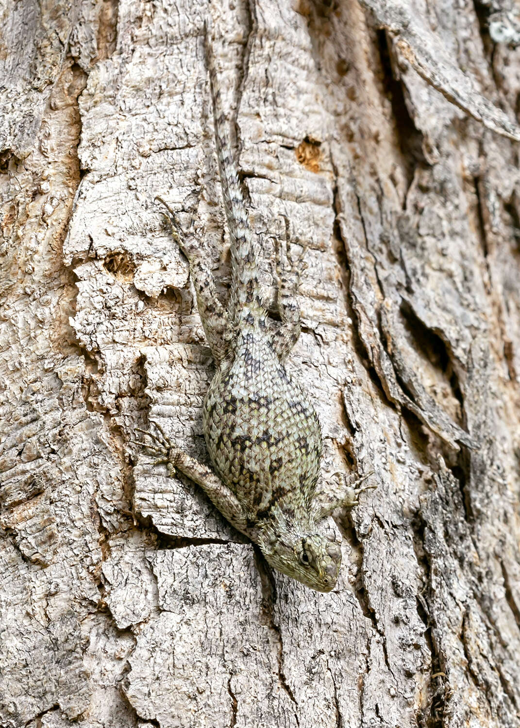 Image of Green Spiny Lizard