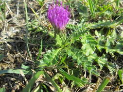 Cirsium acaule (L.) Scop. resmi