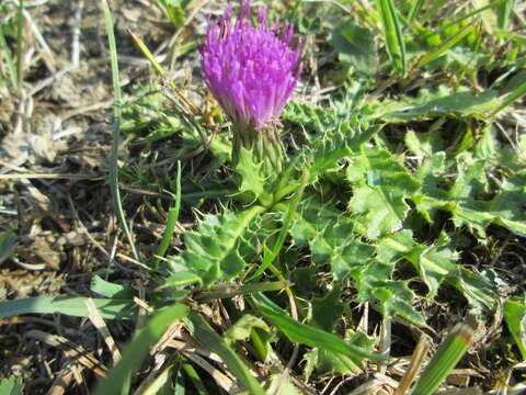 Image of dwarf thistle