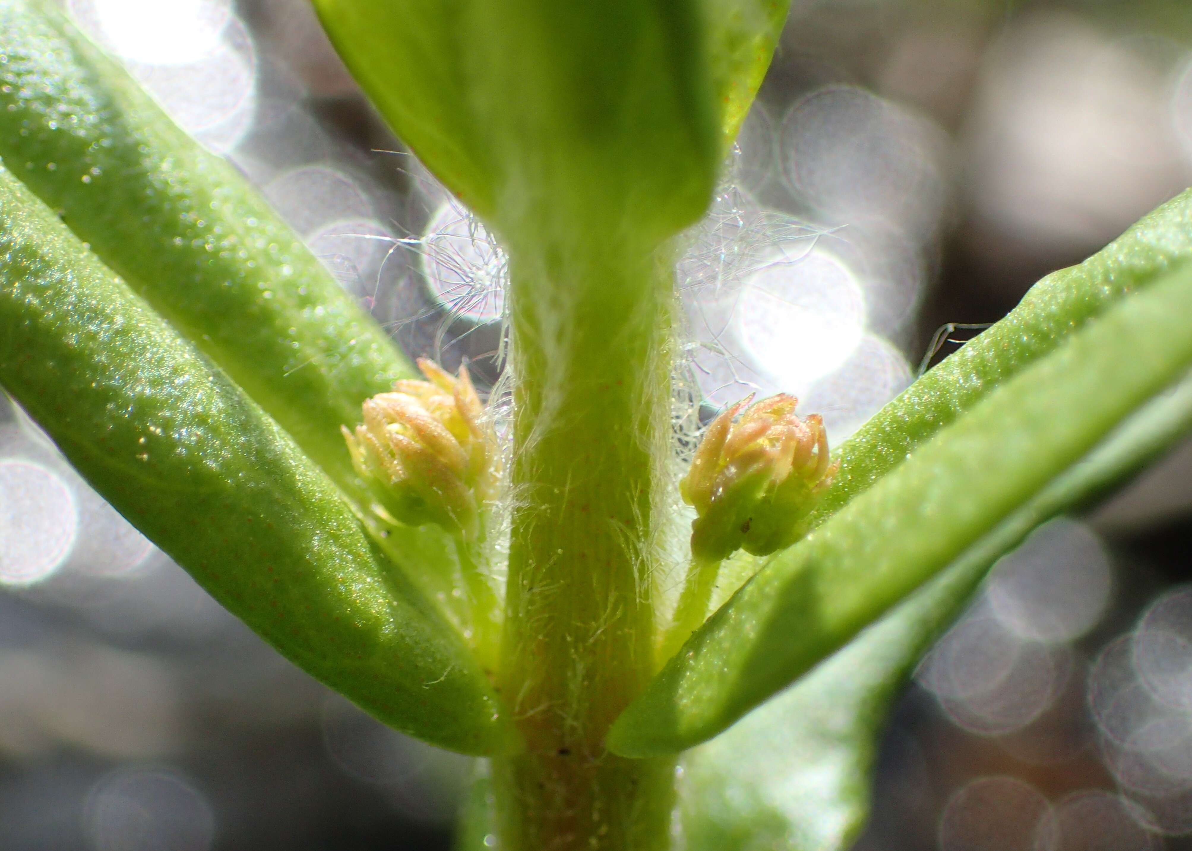 Image of Tufted Loosestrife