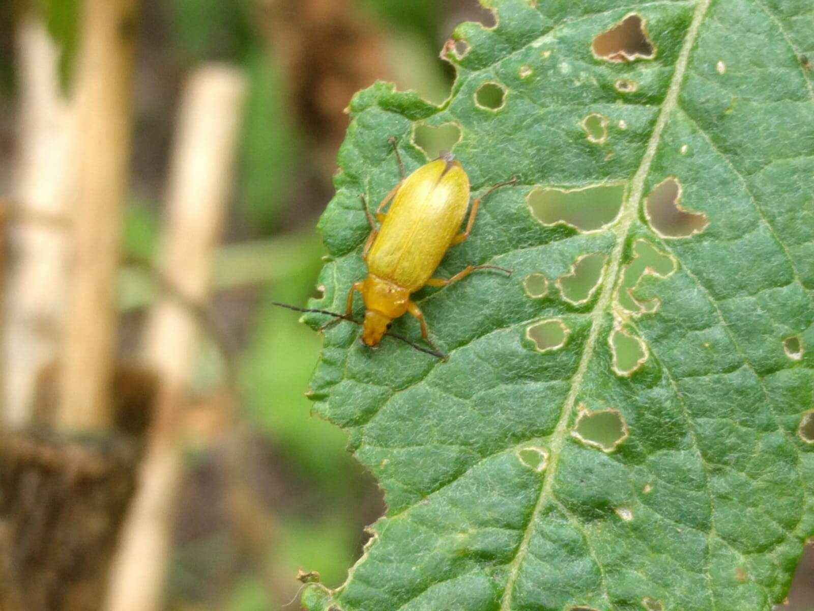 Image of Cteniopus sulphureus