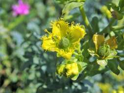 Image of fringed rue