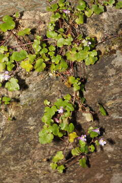 Image of Ivy-leaved Toadflax