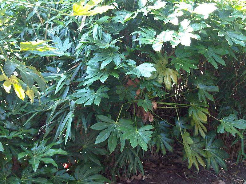 Image of fatsia