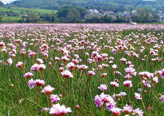 Image of thrift seapink