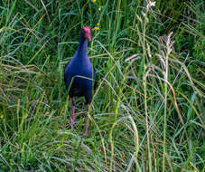 Image of Australasian Swamphen