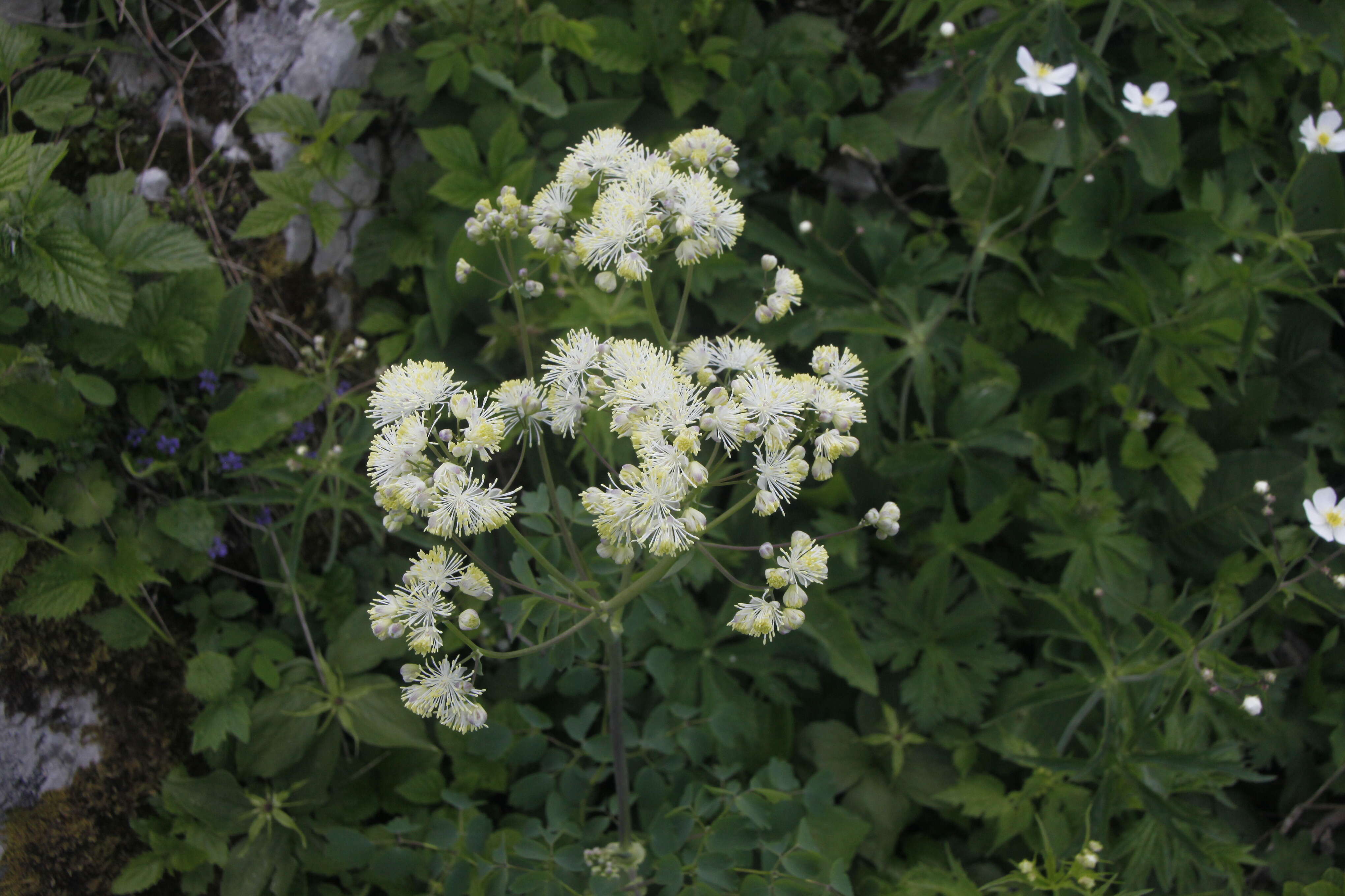 Image of Thalictrum aquilegiifolium