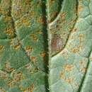 Imagem de Puccinia campanulae Carmich. 1836