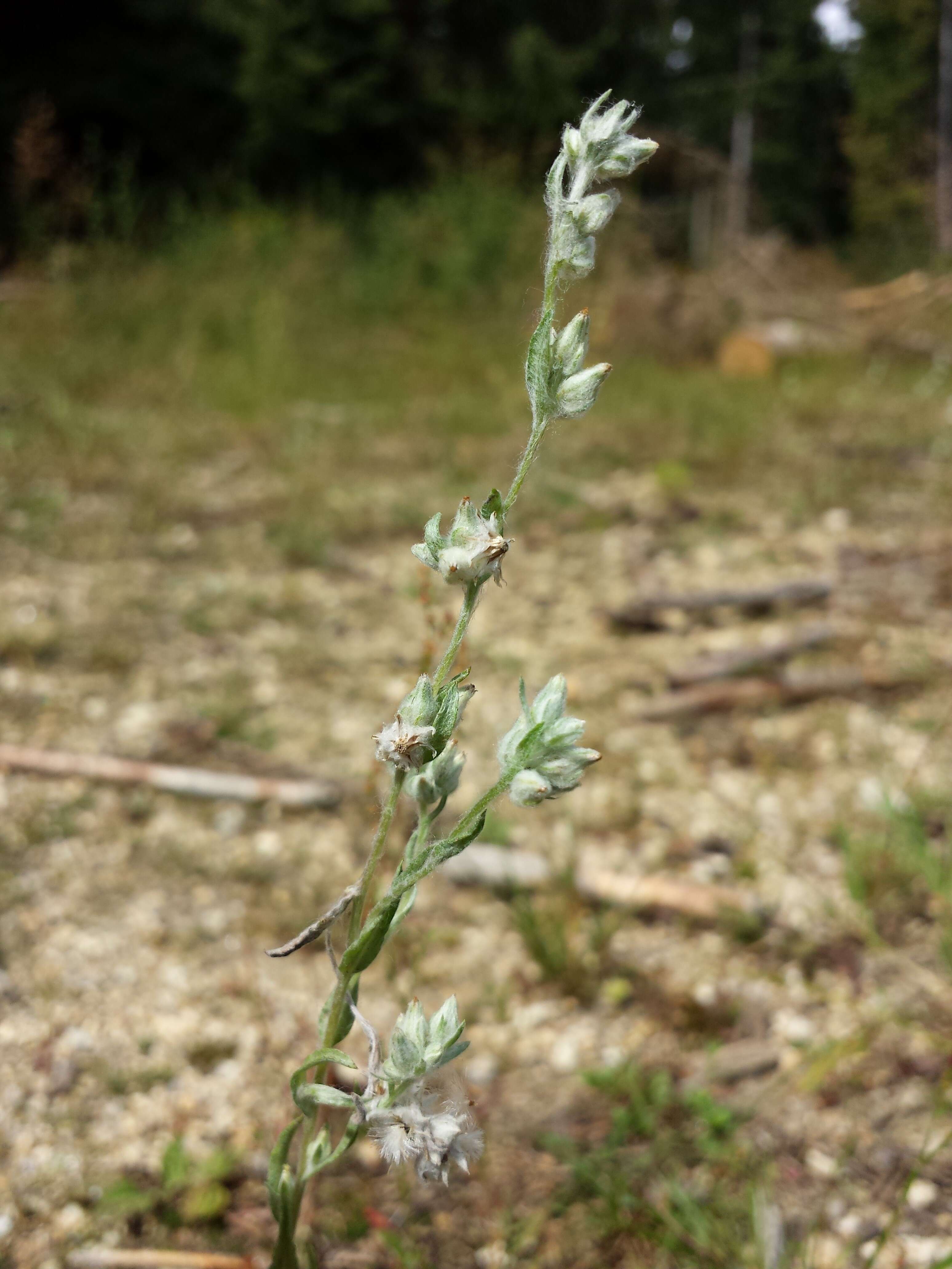 Image of field cudweed