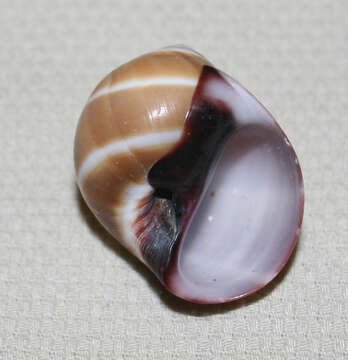 Image of two-banded moonsnail