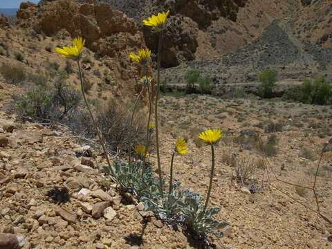 Image of nakedstem sunray